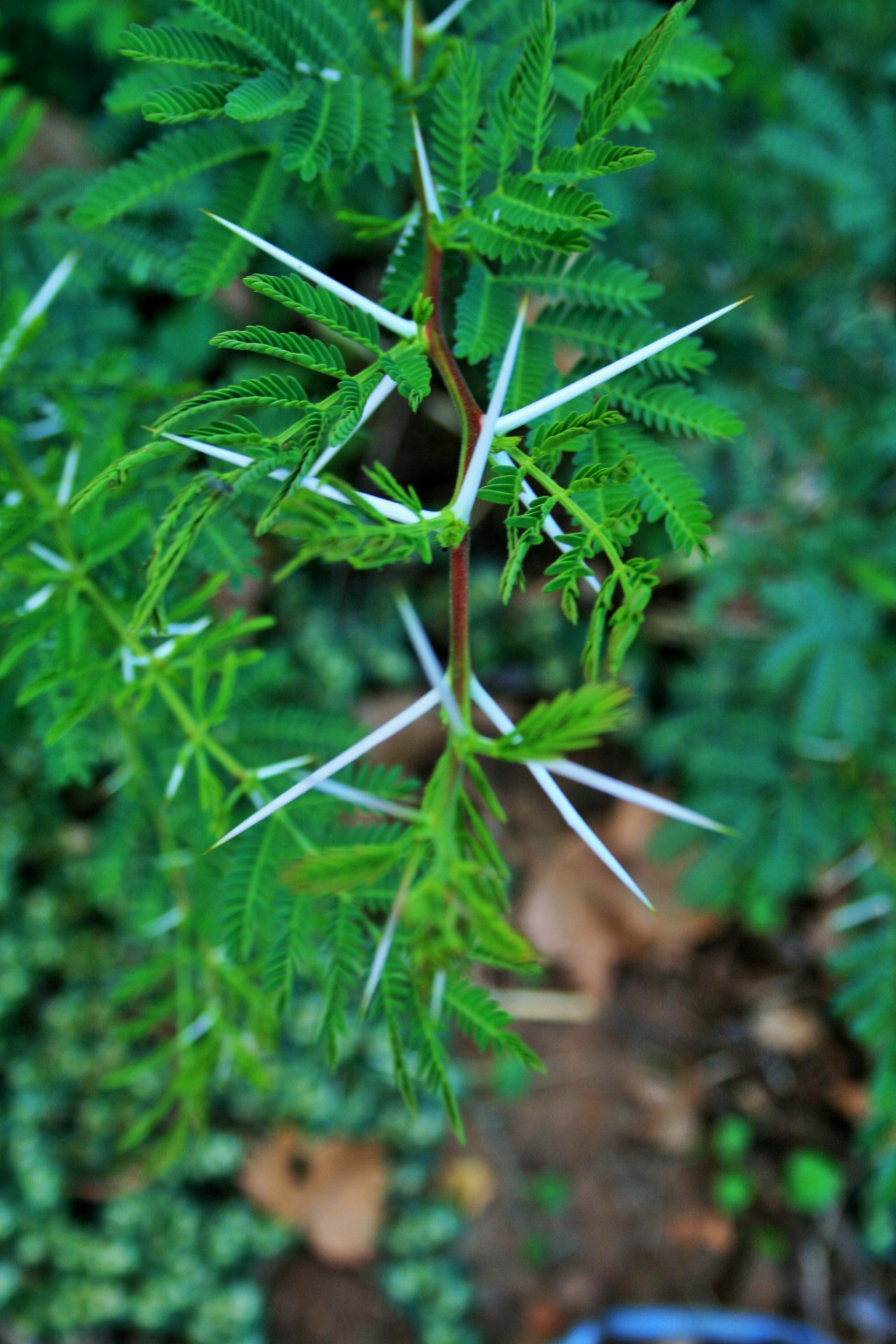 bush acacia thorn free photo