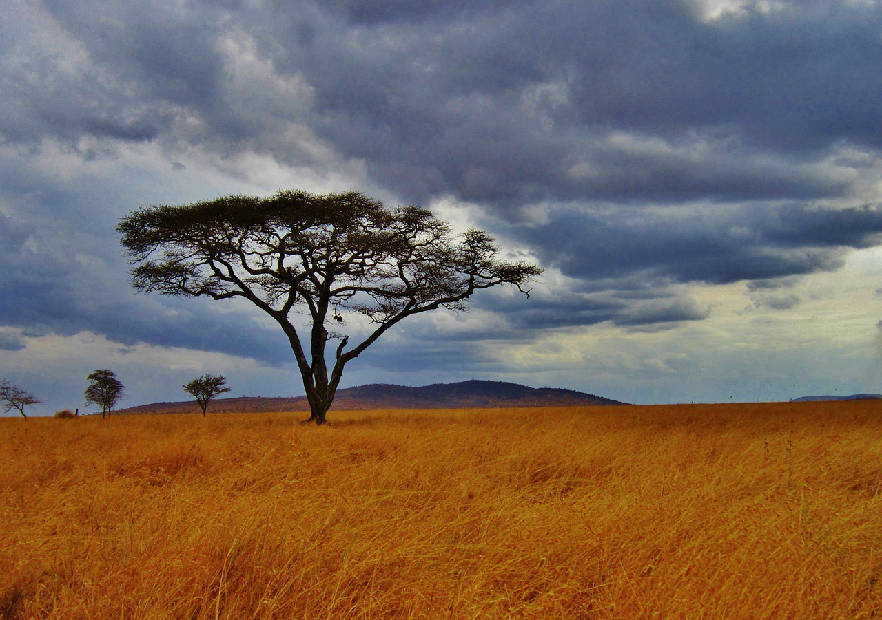 acacia tree tanzania safari free photo