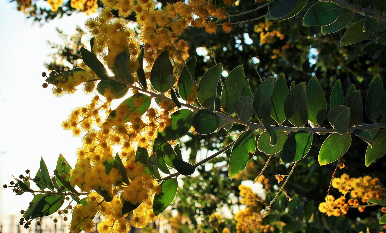 acacia tree bloom leaves free photo