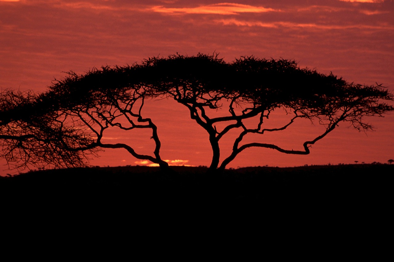 acacia tree tree dusk free photo