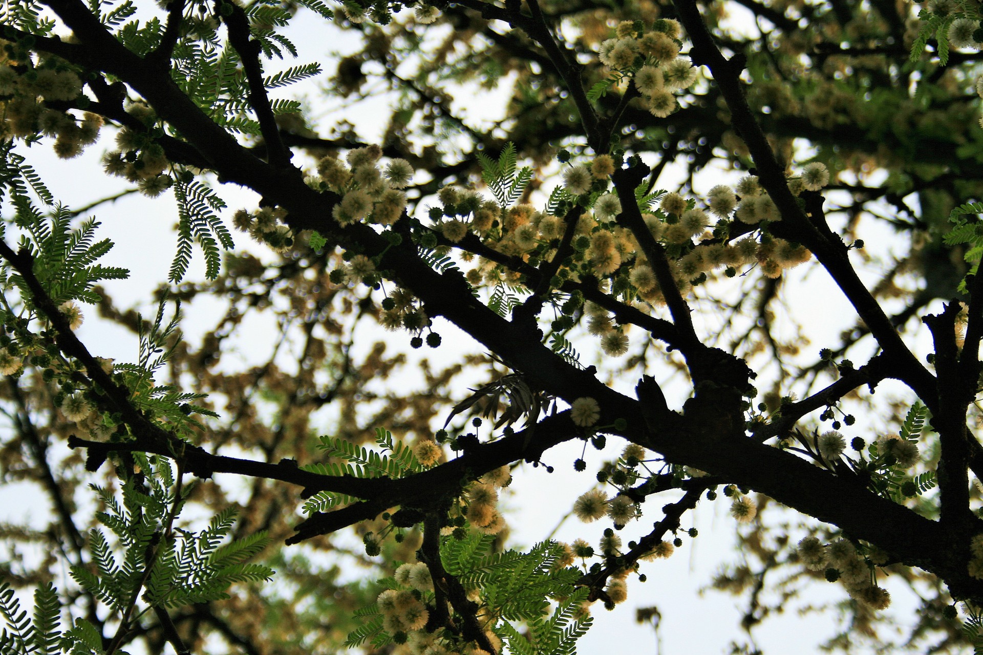 tree fluff thorns free photo