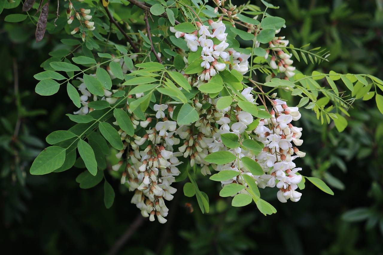 acacias  tree  white flowers free photo