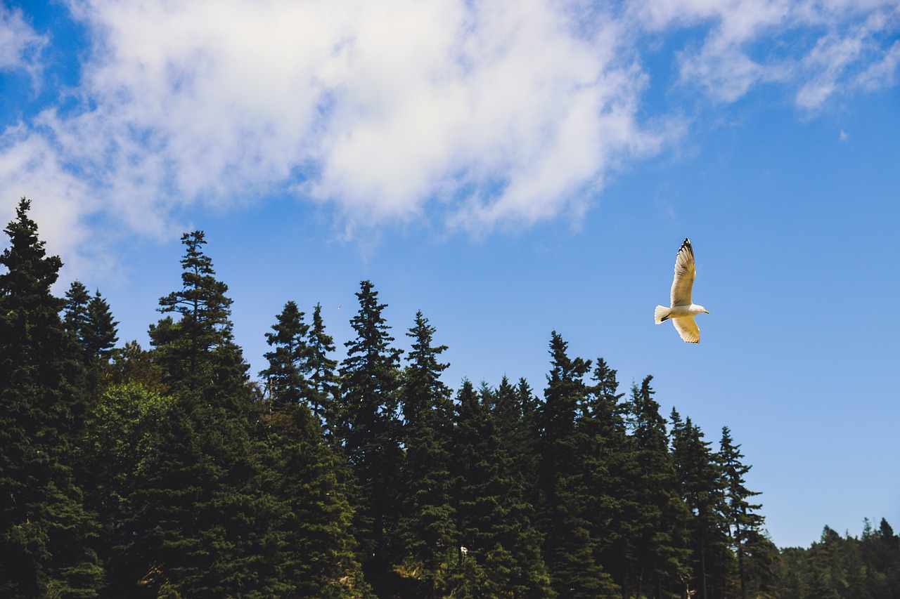 acadia  national park  maine free photo