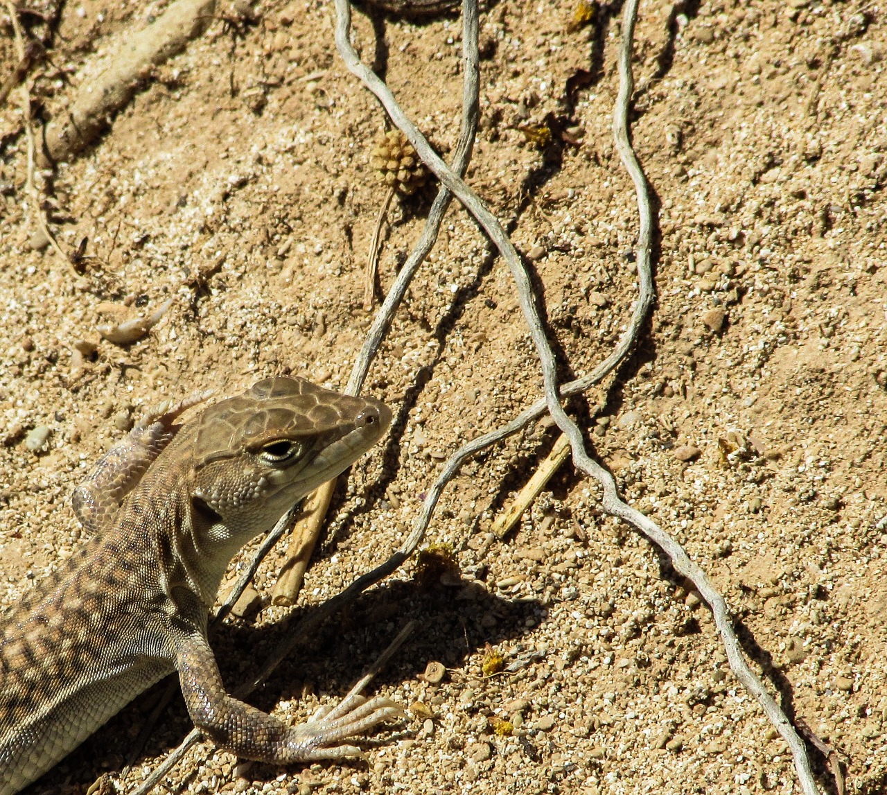 acanthodactylus schreiberi lizard animal free photo