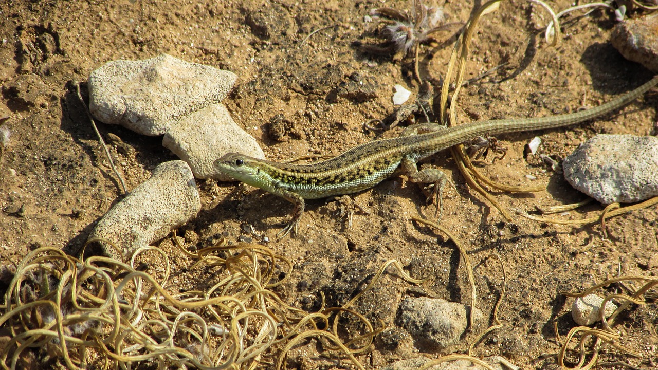 acanthodactylus schreiberi lizard fauna free photo