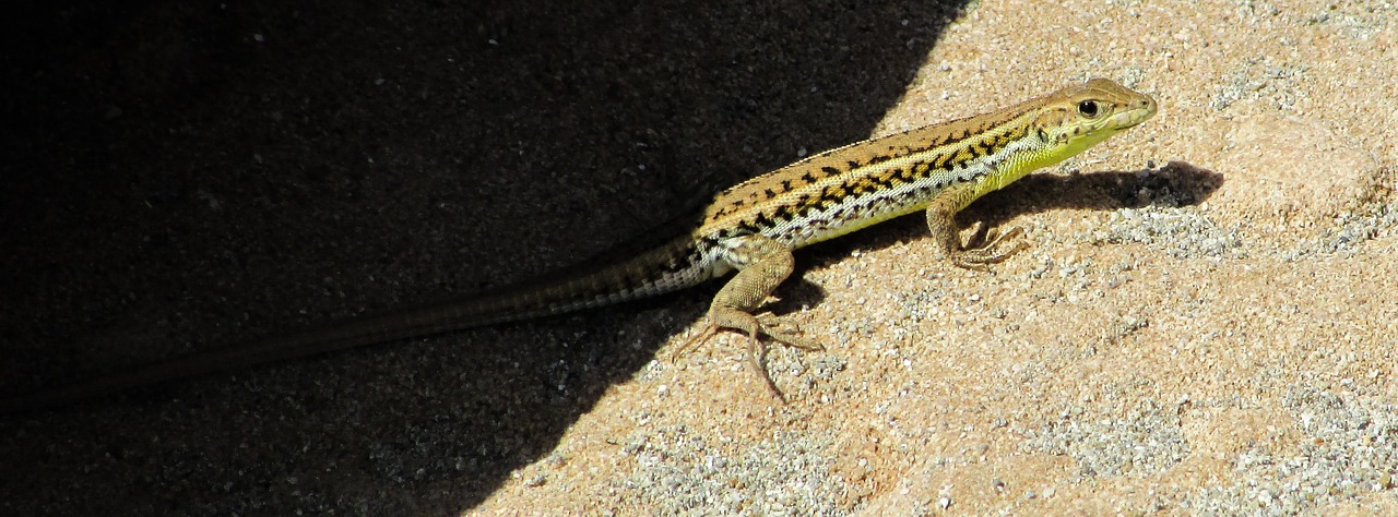 acanthodactylus schreiberi lizard reptile free photo