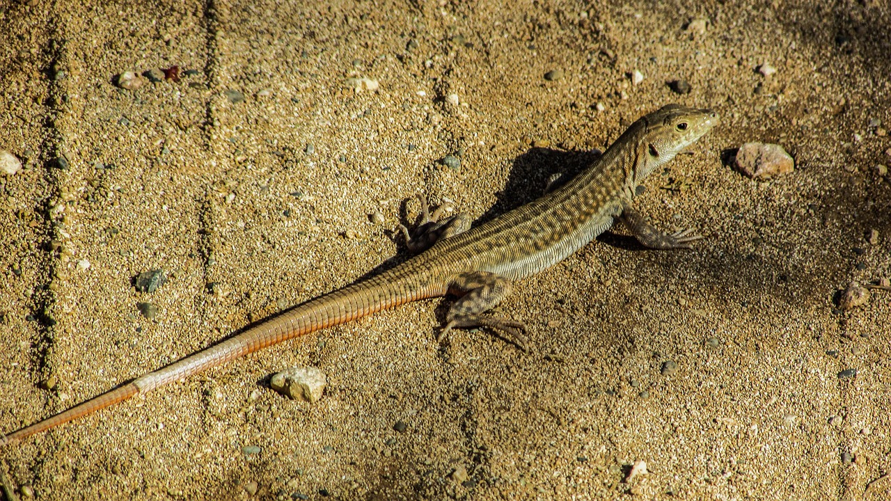 acanthodactylus schreiberi lizard reptile free photo