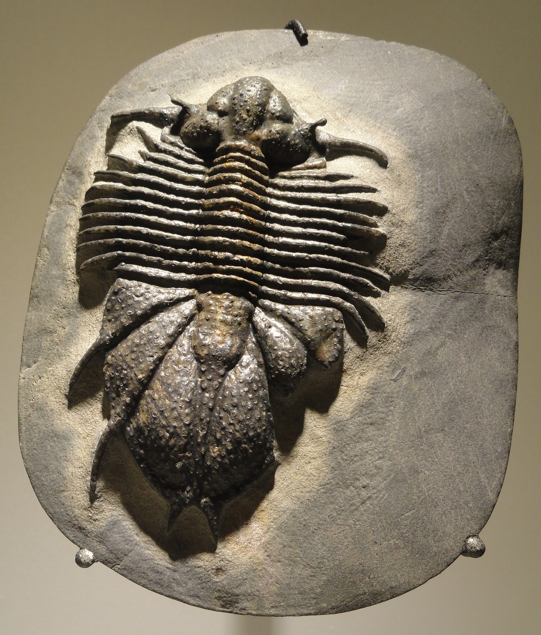 acanthopyge cf haueri fossile animal free photo