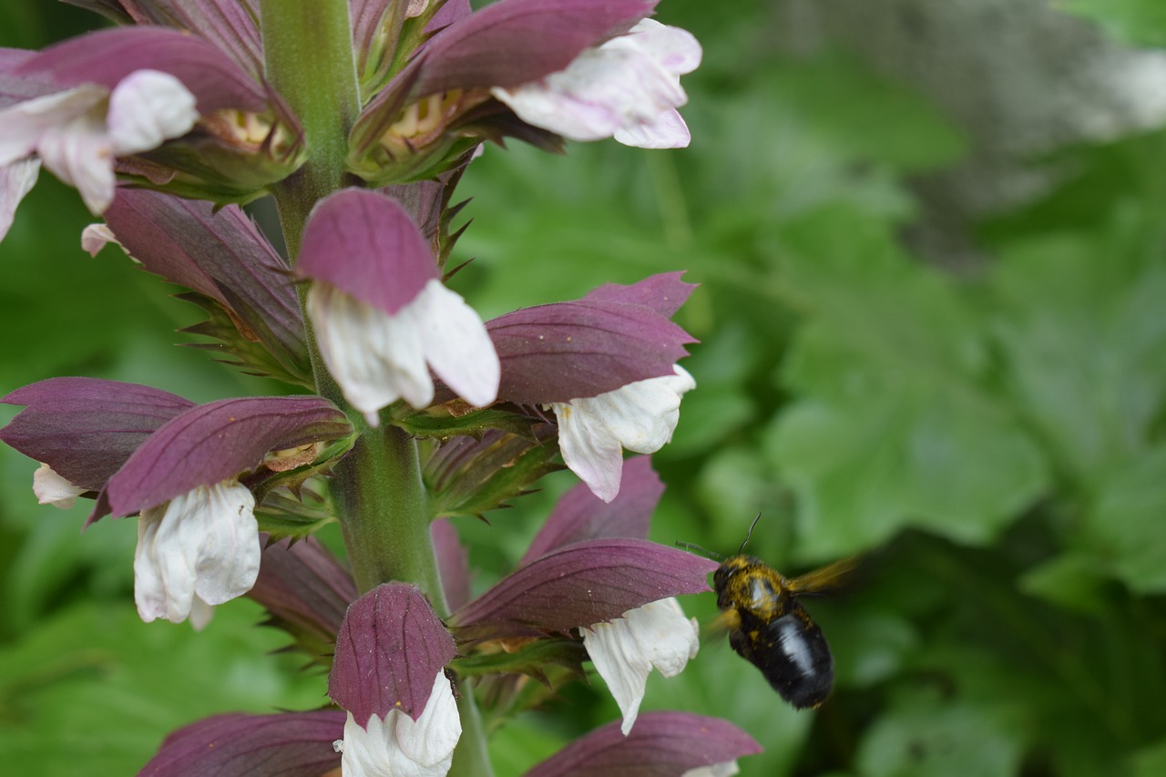 acanthus flower plant free photo