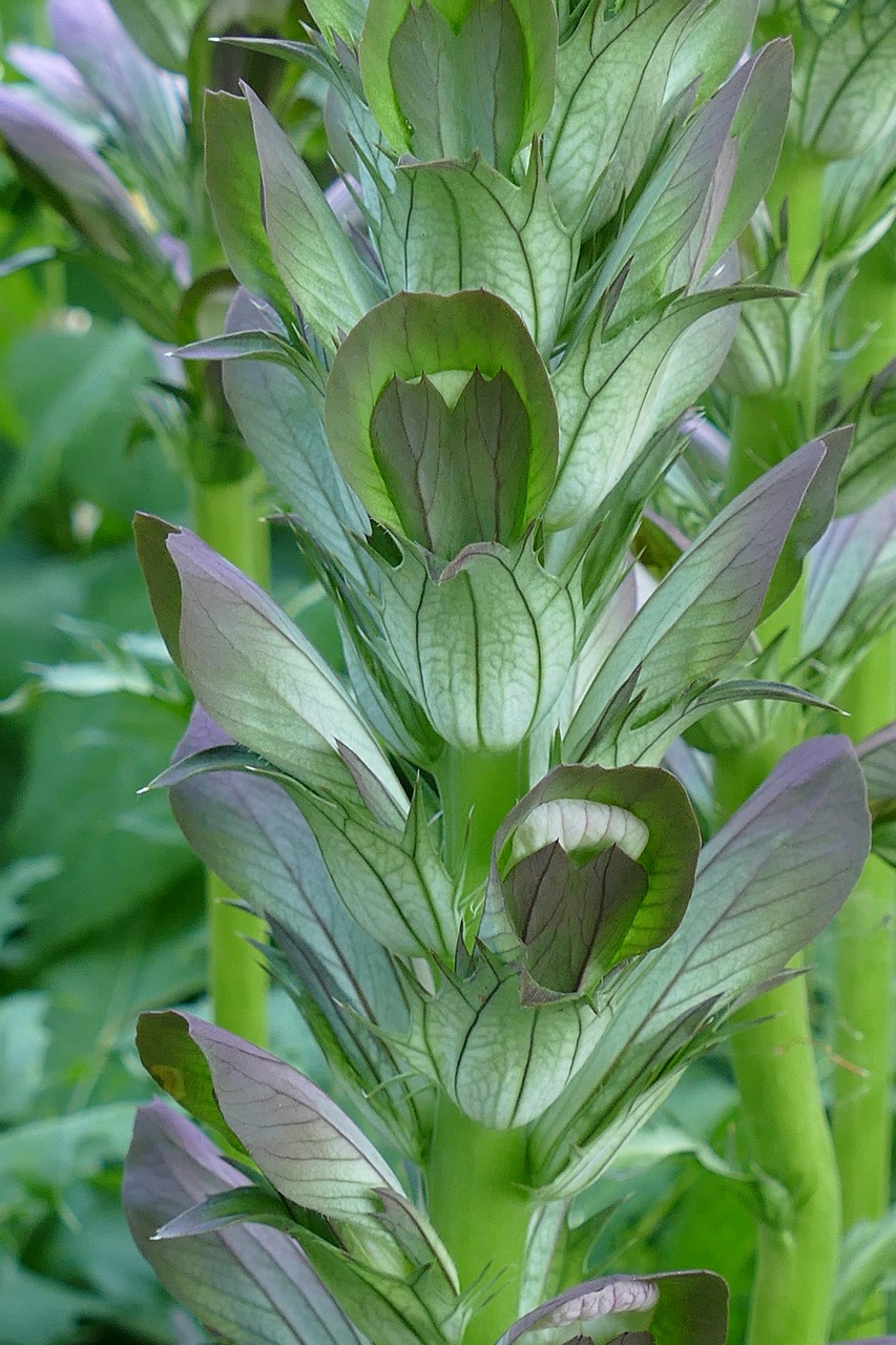 acanthus  plant  flora free photo