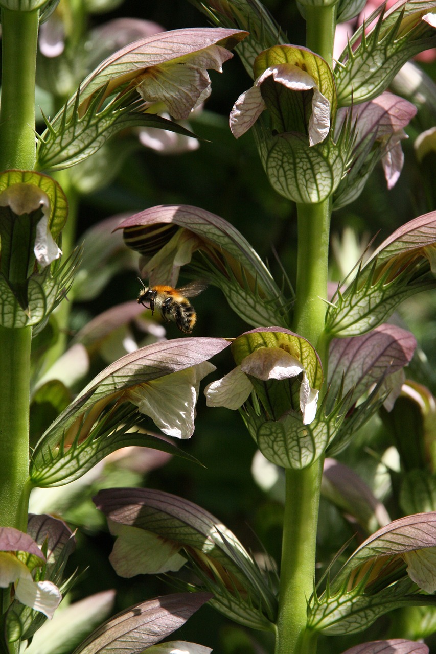 acantus bee blossom free photo