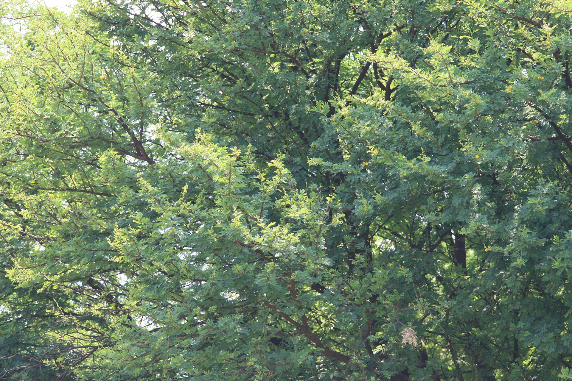 tree thorn foliage free photo