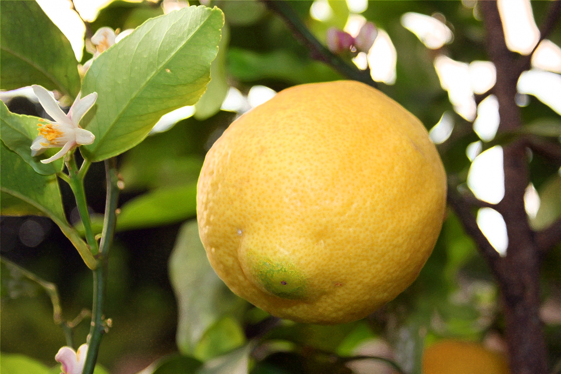lemon fruit yellow free photo
