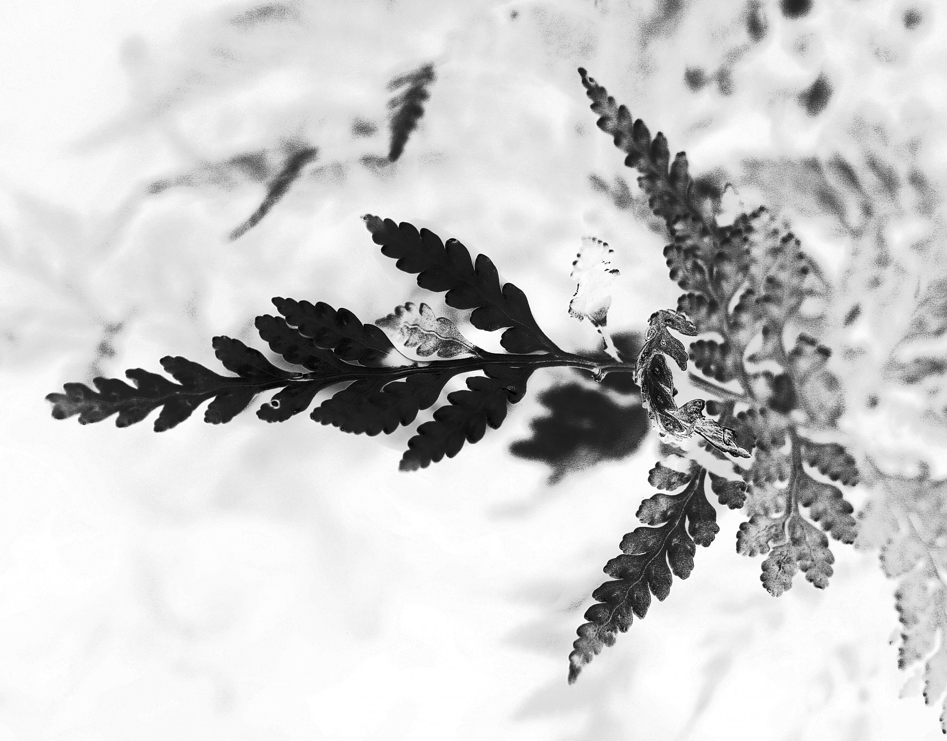 leaf fern black free photo