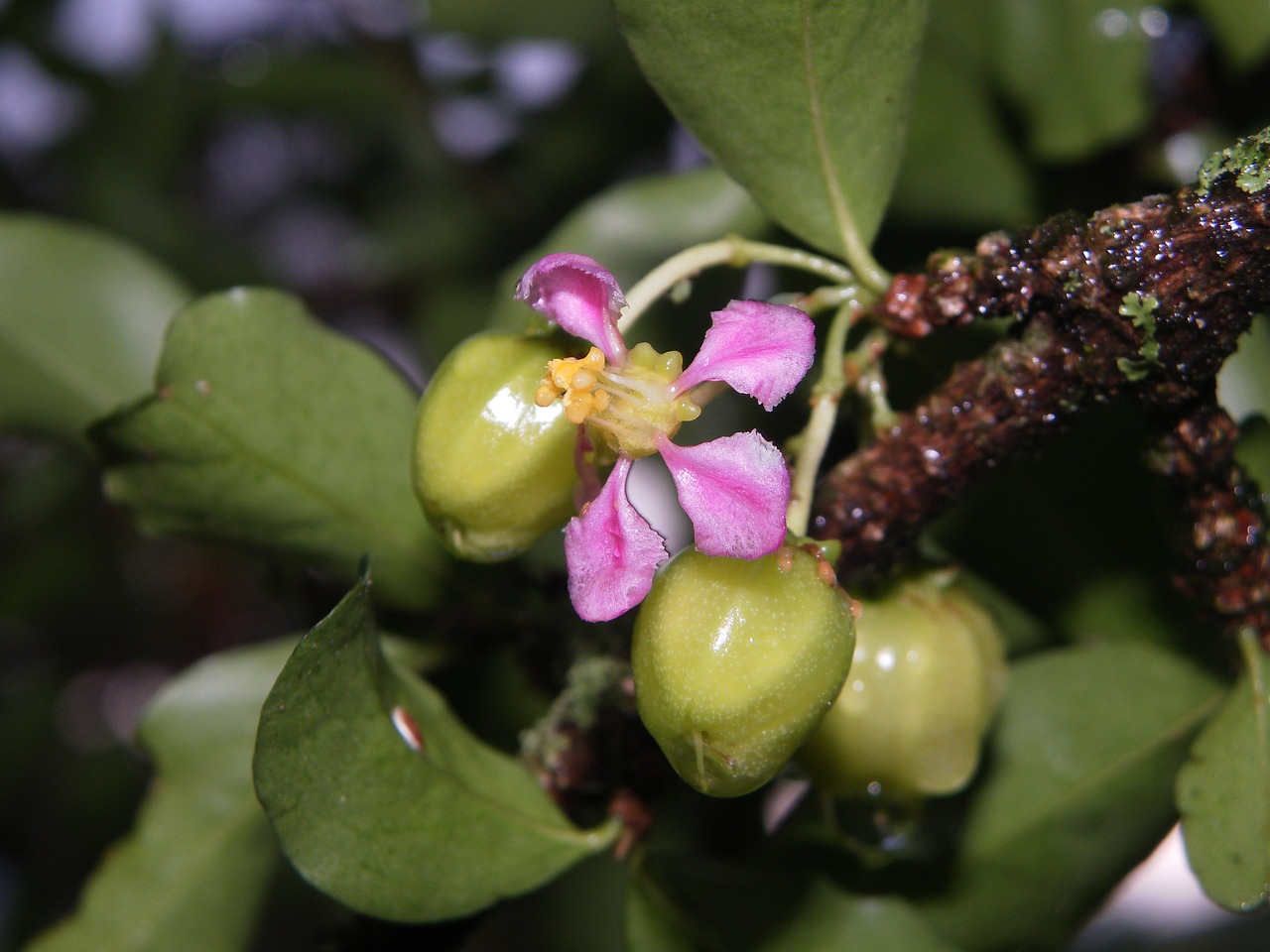 acelora fruit flowers free photo