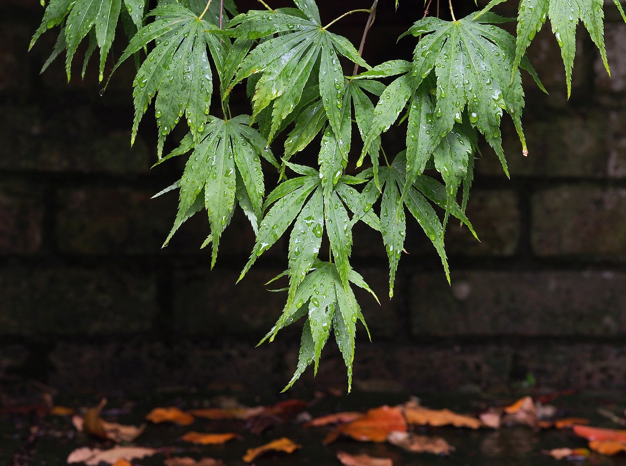 acer maple leaves free photo