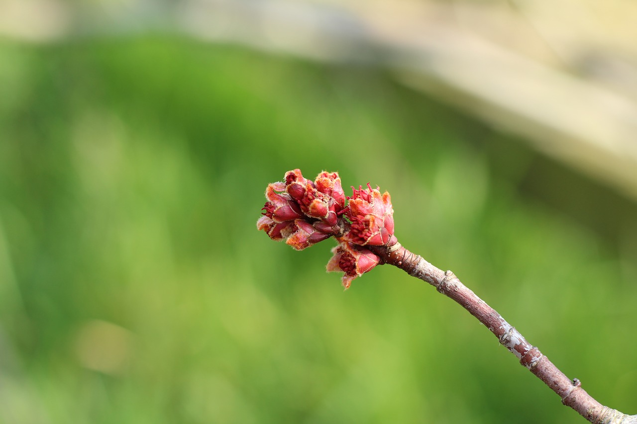 acer tree bud free photo