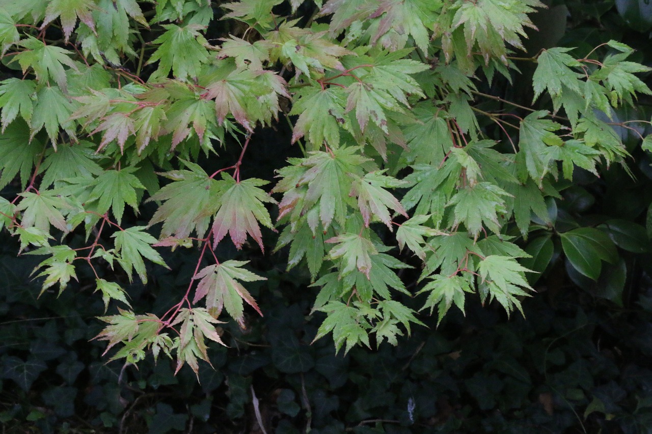 acer leaves tree free photo