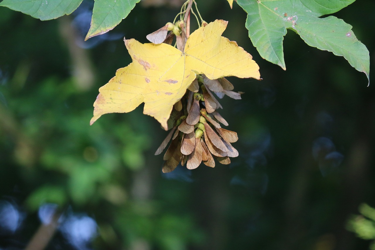 Канадский клен семена фото Acer, seeds, tree, maple, colorful - free image from needpix.com