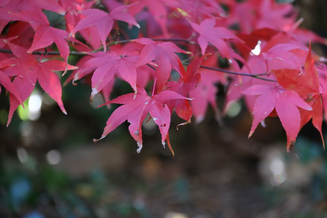 acer  fall  leaves free photo