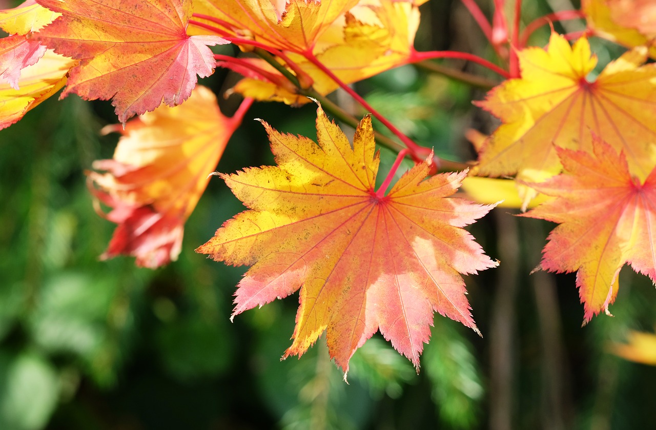 acer  maple  autumn free photo