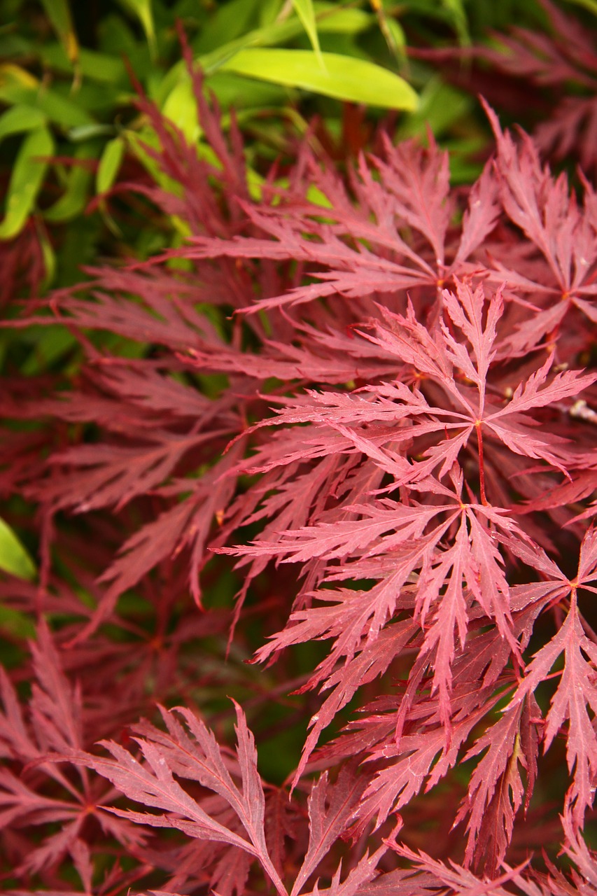 acer japanese maple free photo