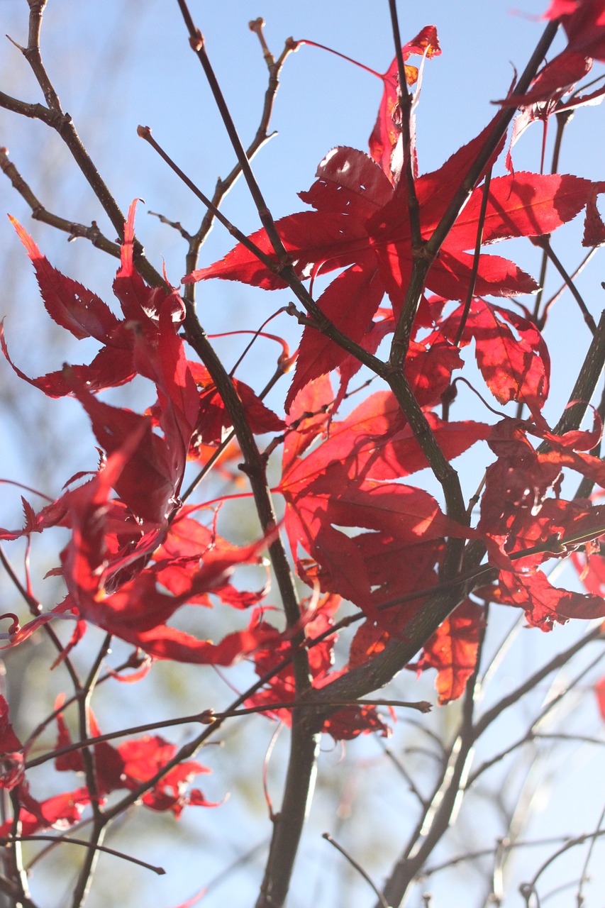 acer leaves tree free photo