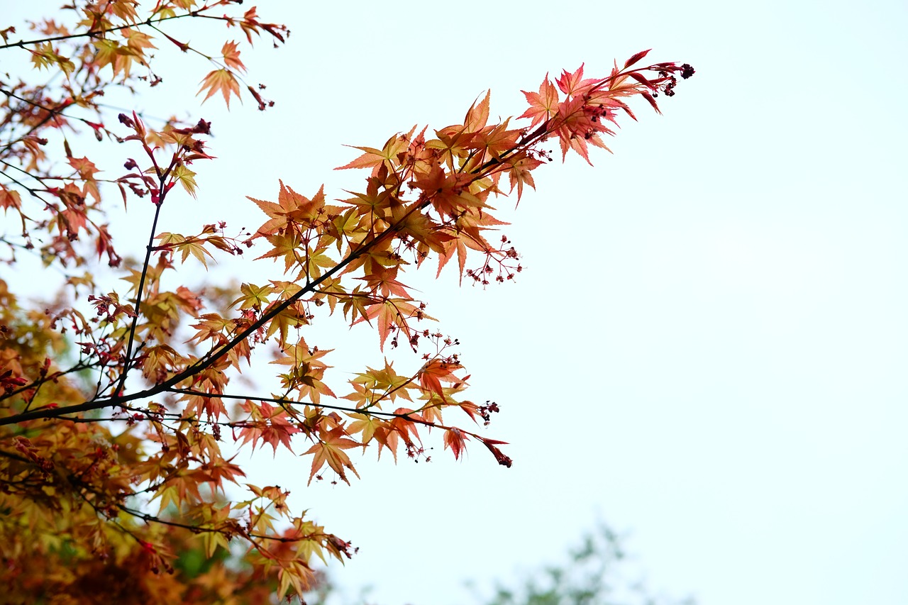 acer palmatum maple red leaves free photo