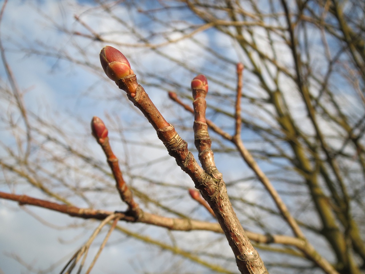 acer platanoides norway maple buds free photo