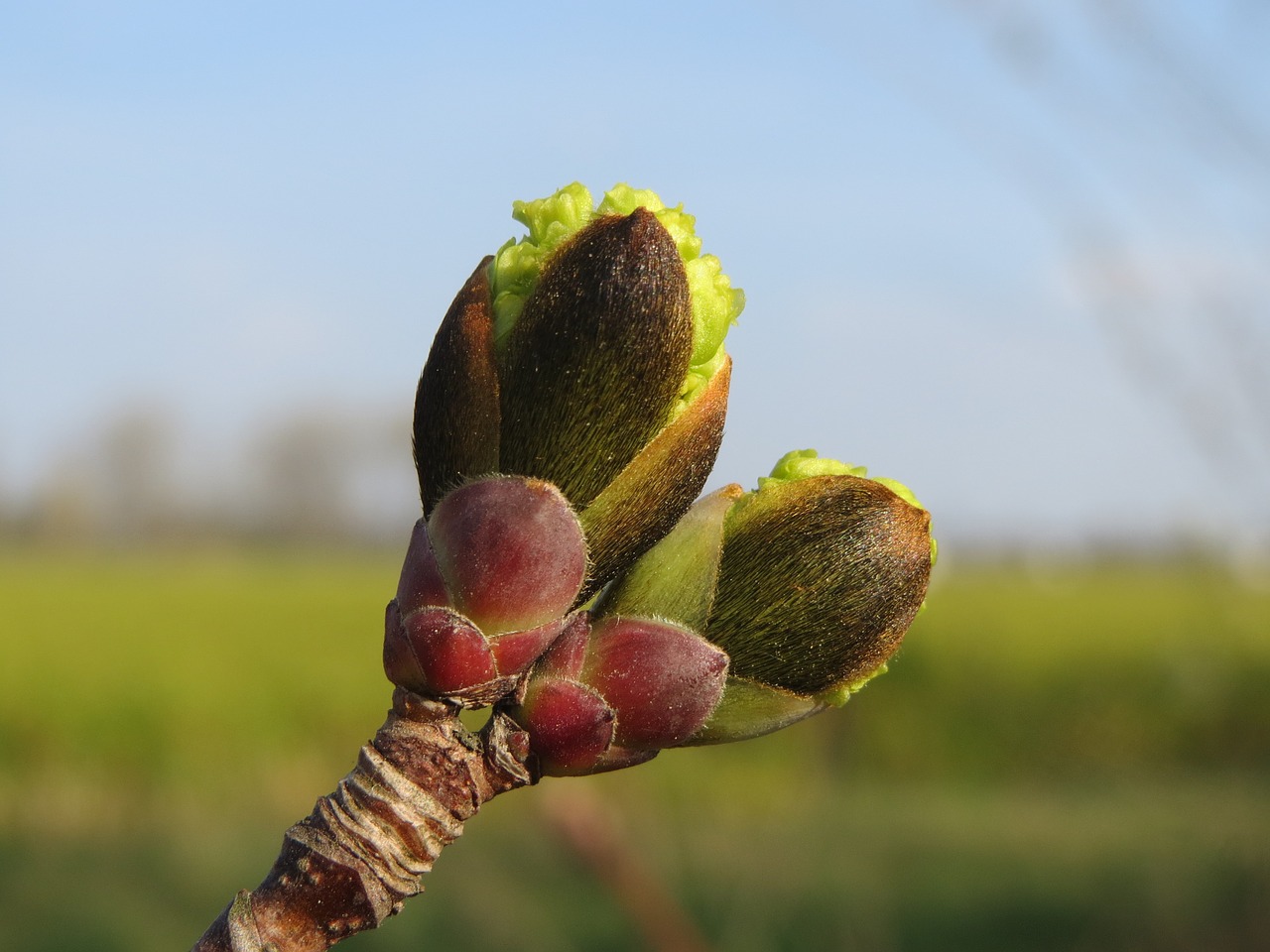 acer platanoides norway maple buds free photo