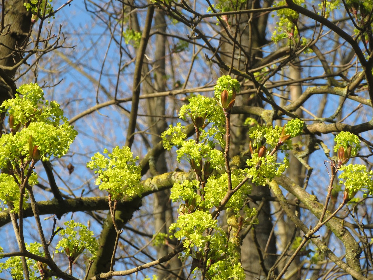 acer platanoides norway maple tree free photo
