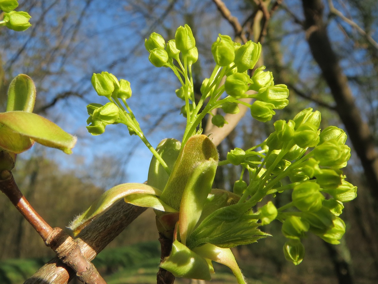 acer platanoides norway maple tree free photo