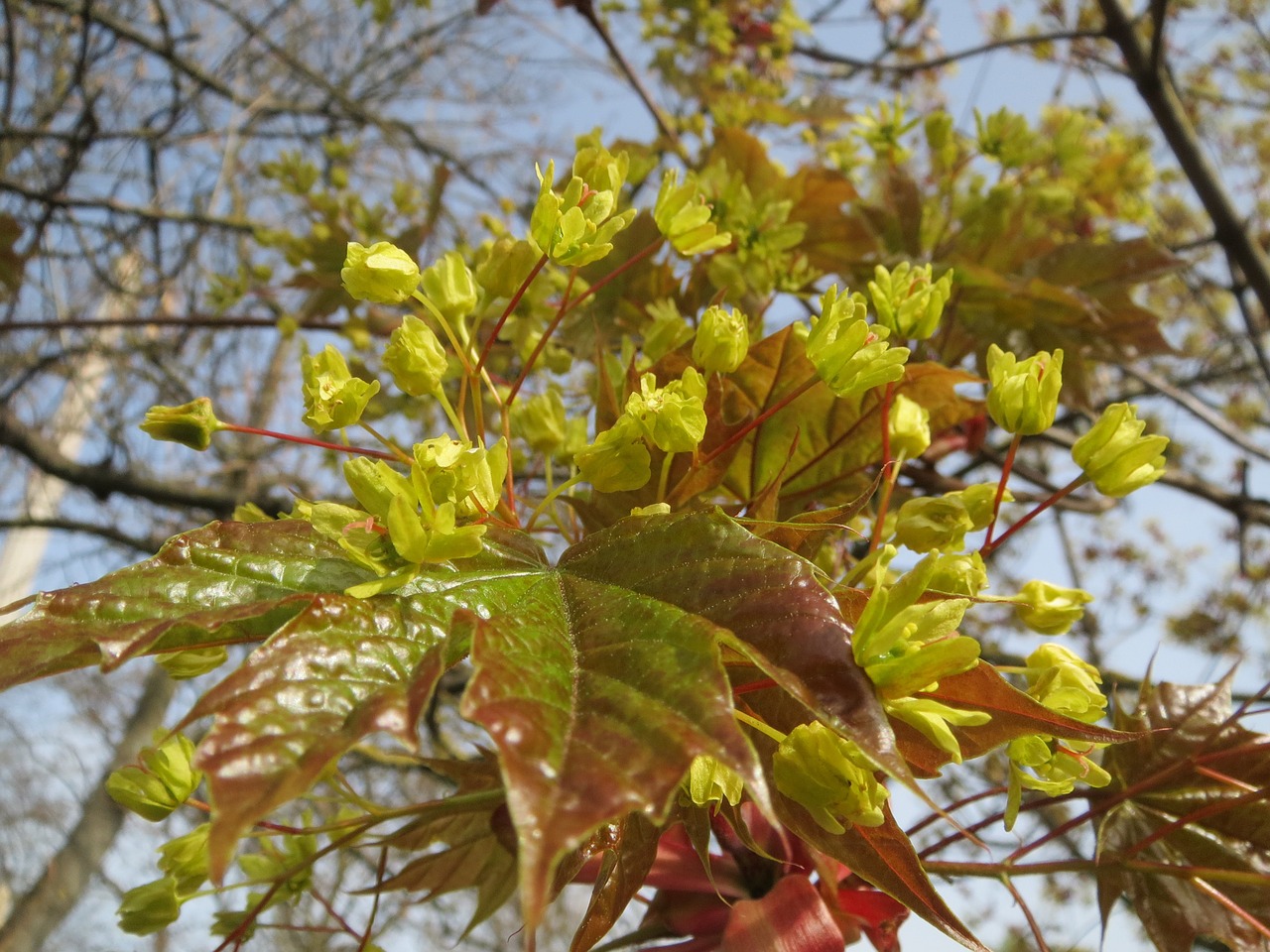 acer platanoides norway maple tree free photo