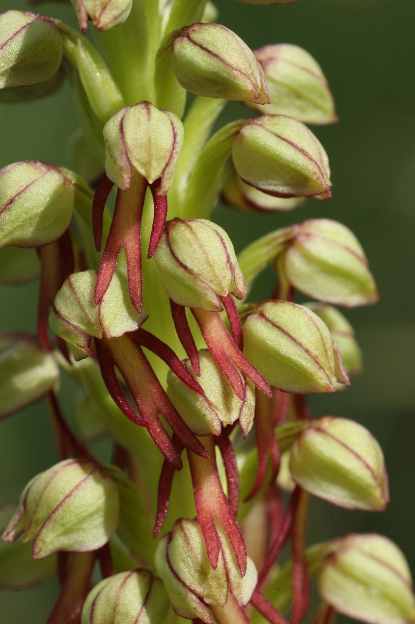 aceras antropophorum flowers scrubland free photo