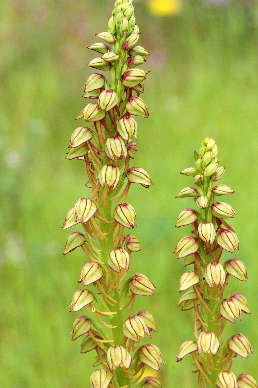 aceras antropophorum orchid field free photo