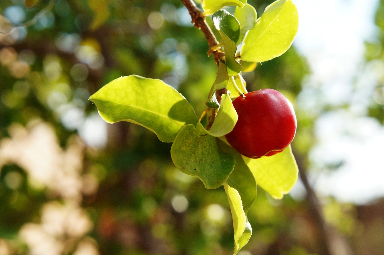 acerola fruit vitamin free photo