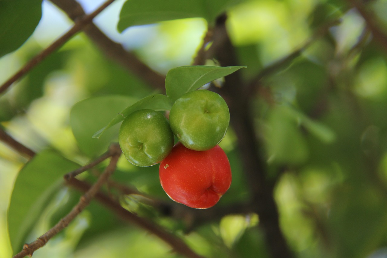 acerola fruit power supply free photo