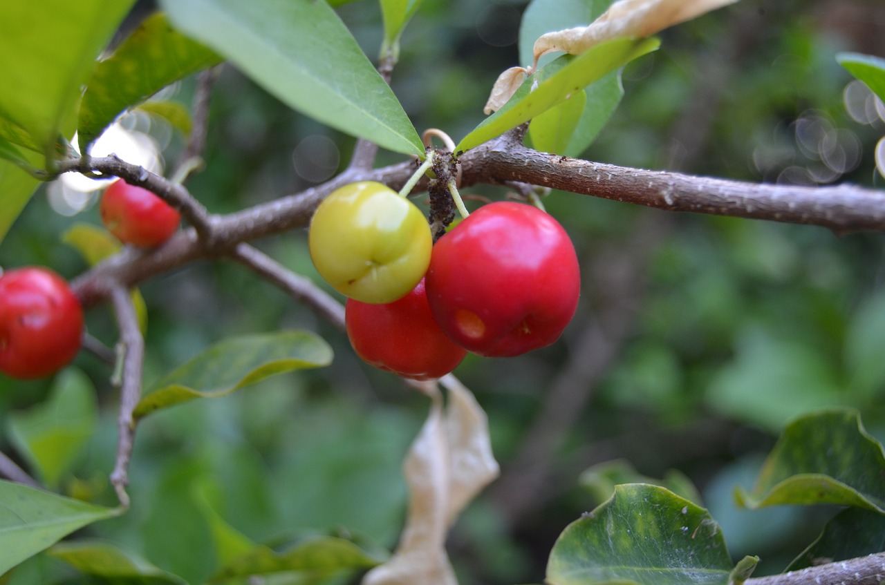 acerola  fruit  green free photo