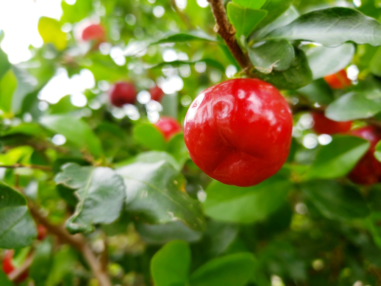 acerola  fruit  orchard free photo