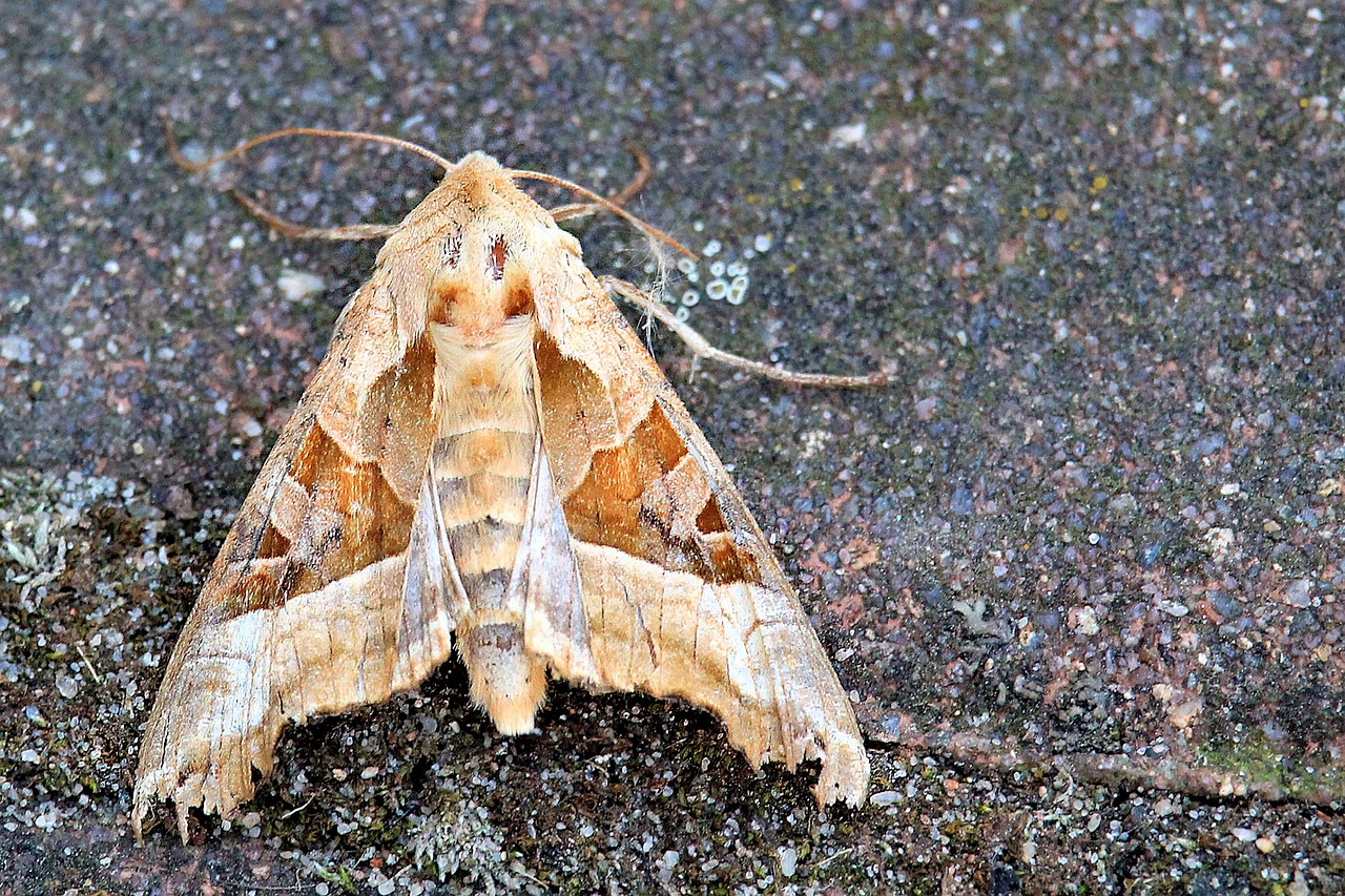 achateule butterfly noctuinae stubs free photo