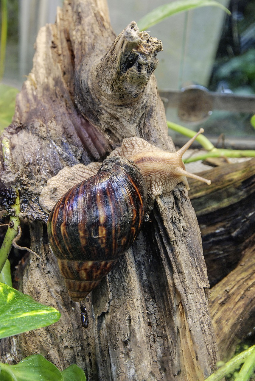achatina fulica large agate snail snail free photo