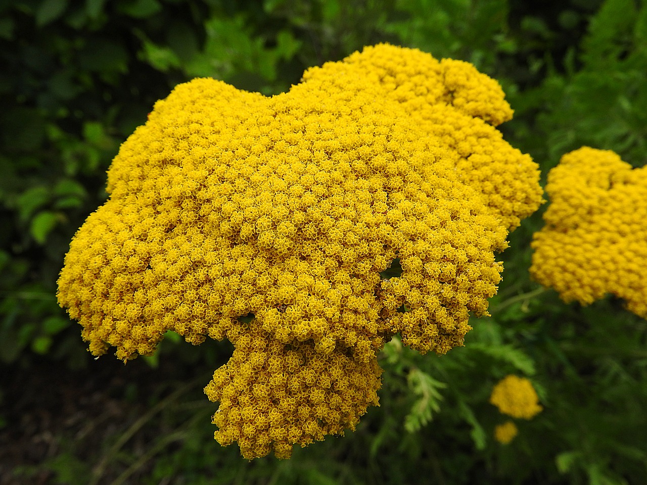 achilleafilipendulina flower yellow free photo