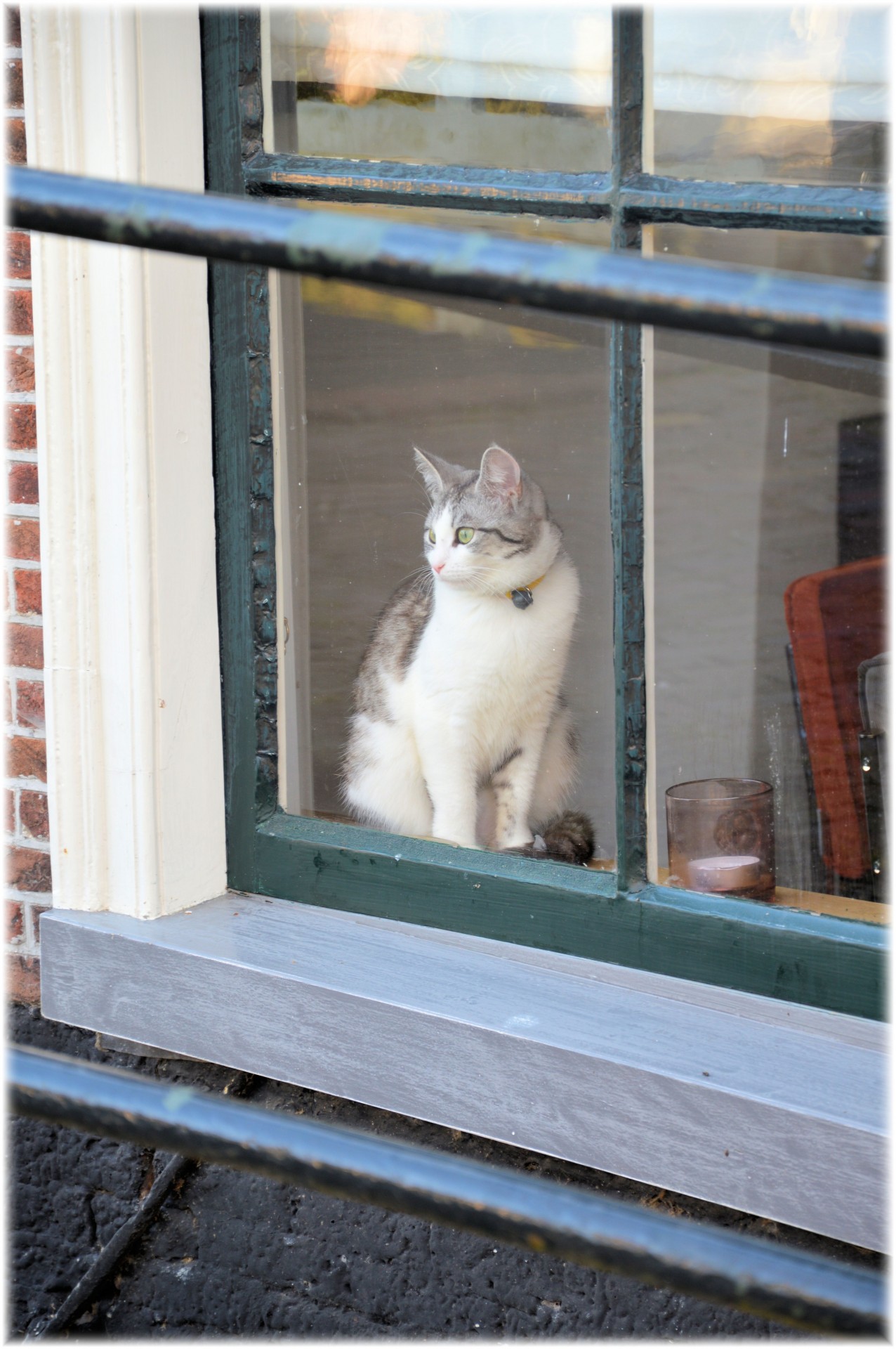 cat pet window free photo