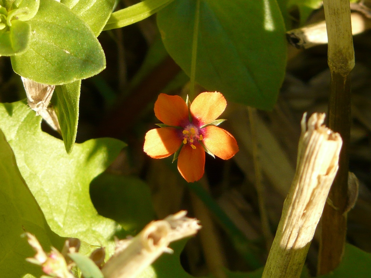 acker anagallis agricultural plant blossom free photo