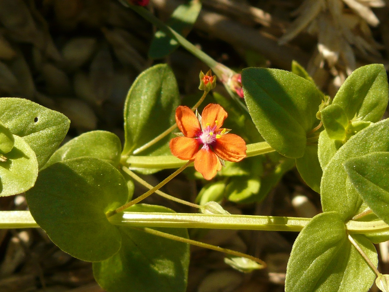 acker anagallis agricultural plant blossom free photo
