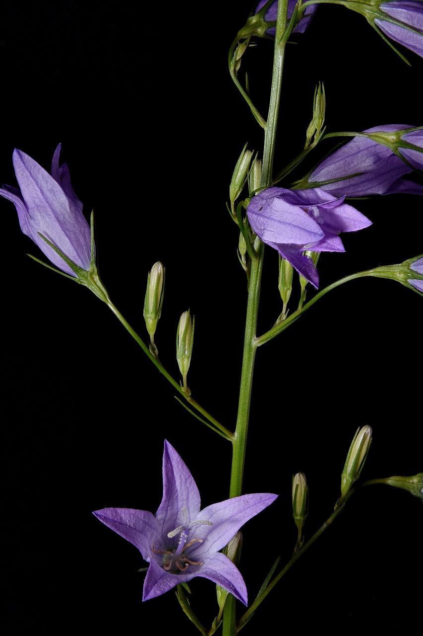 acker bell flowers  bluebells  petite bellflower free photo