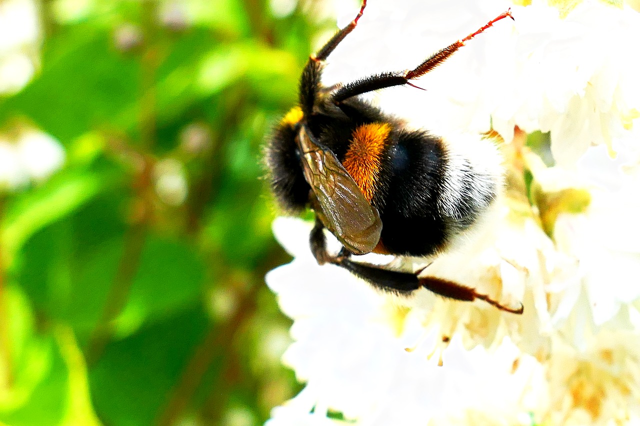 acker hummel bee flower free photo