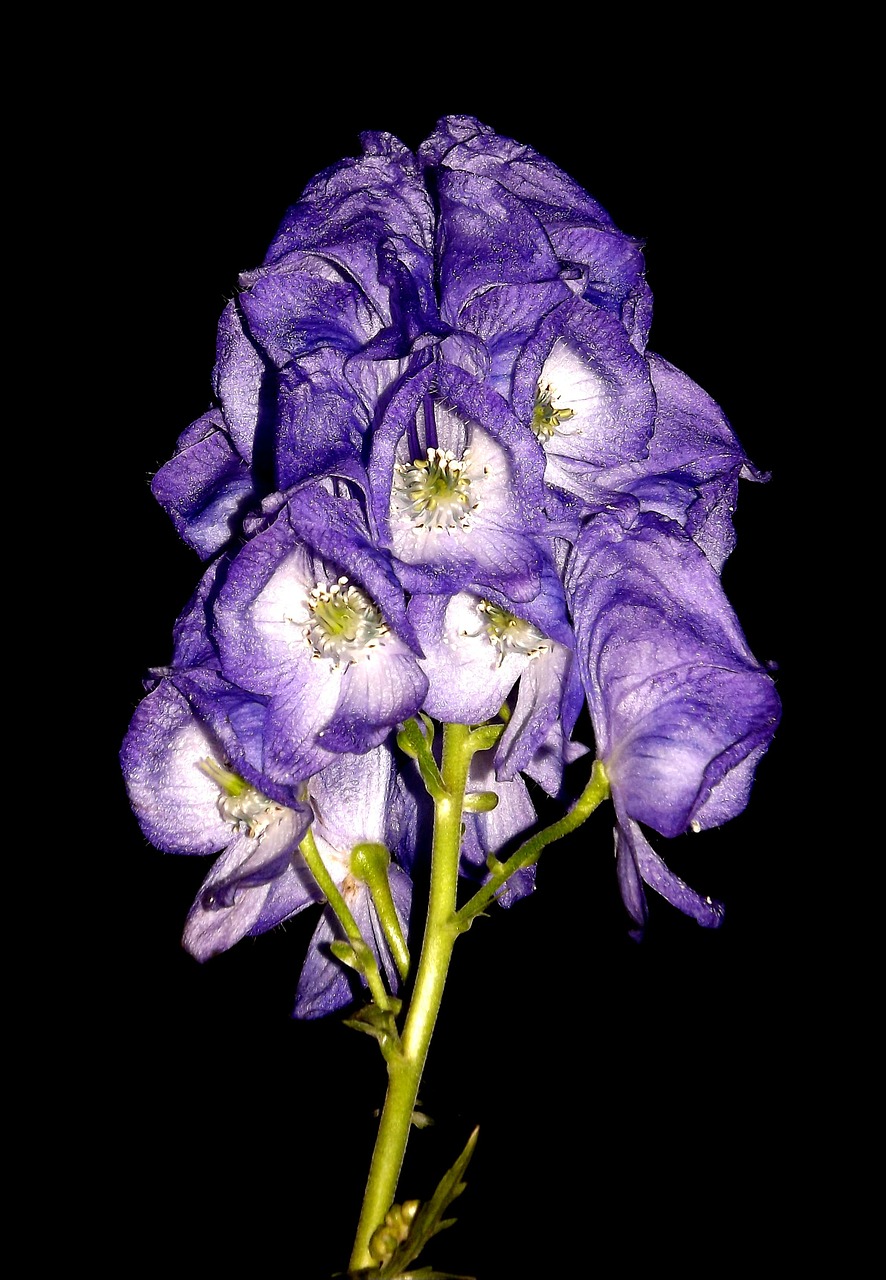 aconite flower purple free photo