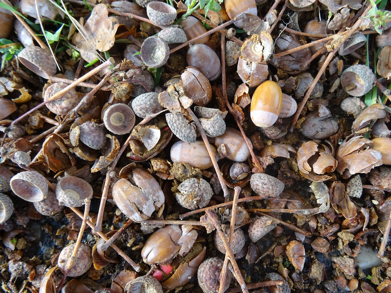 acorn nature oak fruit free photo