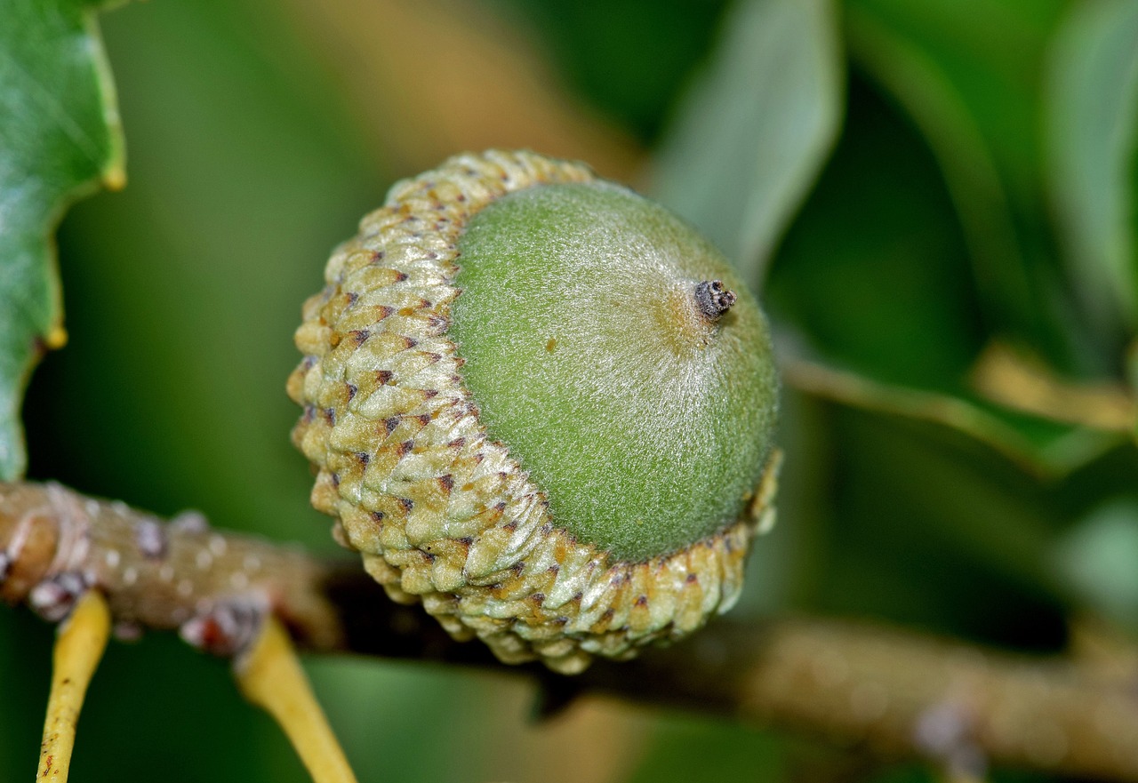 acorn nut oak free photo
